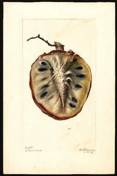 cherimoya usda drawing